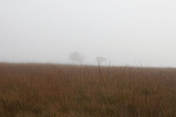 Peak District Trees in mist.jpg